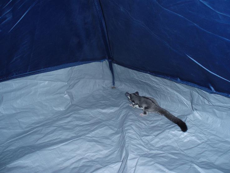 GliderGossip Crickets from PetSmart